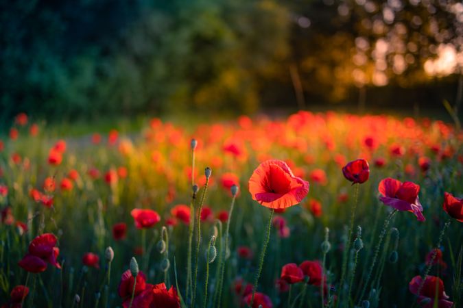 Close up of poppies in bloom at dusk