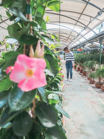 Female choosing plants for garden on flower market