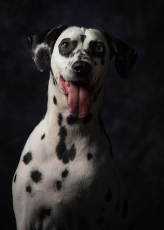 Calm adult interested Dalmatian dog