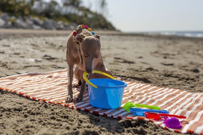 Cute puppy playing on beach in sunny day
