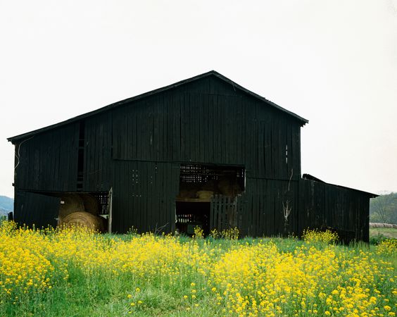 A traditional dark tobacco barn, Kentucky