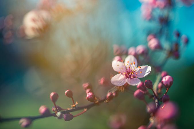 Close up of cherry blossom flower on branch full of buds