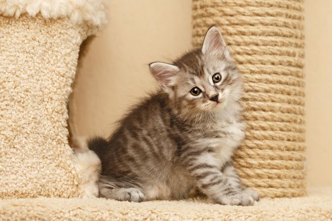 Adorable kitten standing between a cat house and a scratching post