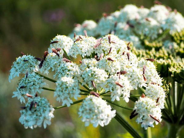 Buzzing Life: Macro Shot of Bugs Swarming a Flower
