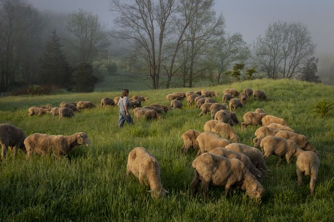 Farmer Dominique Herman walking with her sheep in an open field with tall grass