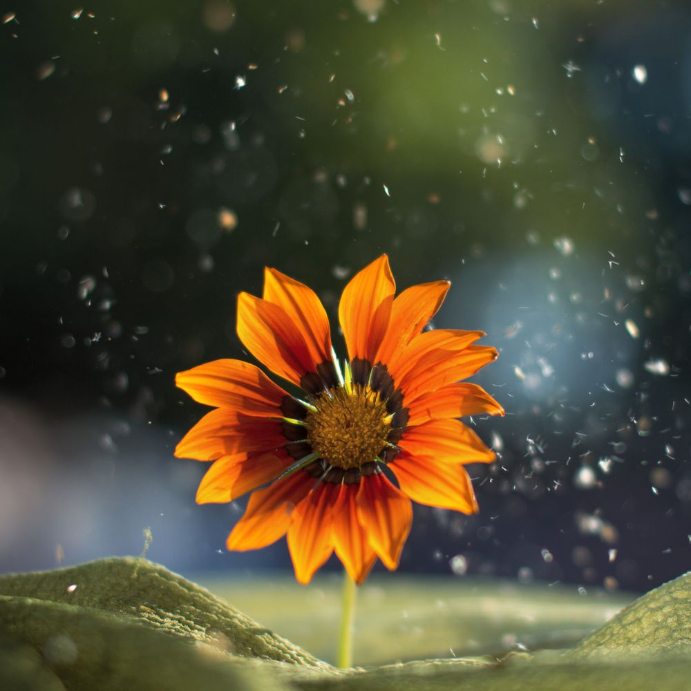 Bright sunflower on blurred background
