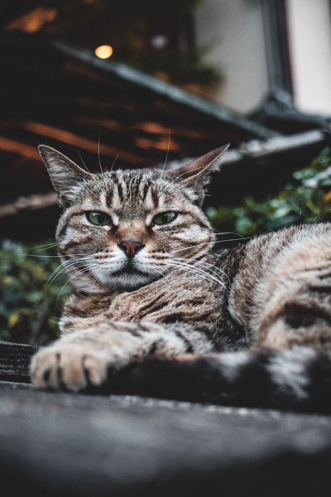 Gray domestic short-haired cat relaxing