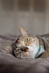Cat lying on comfortable bed