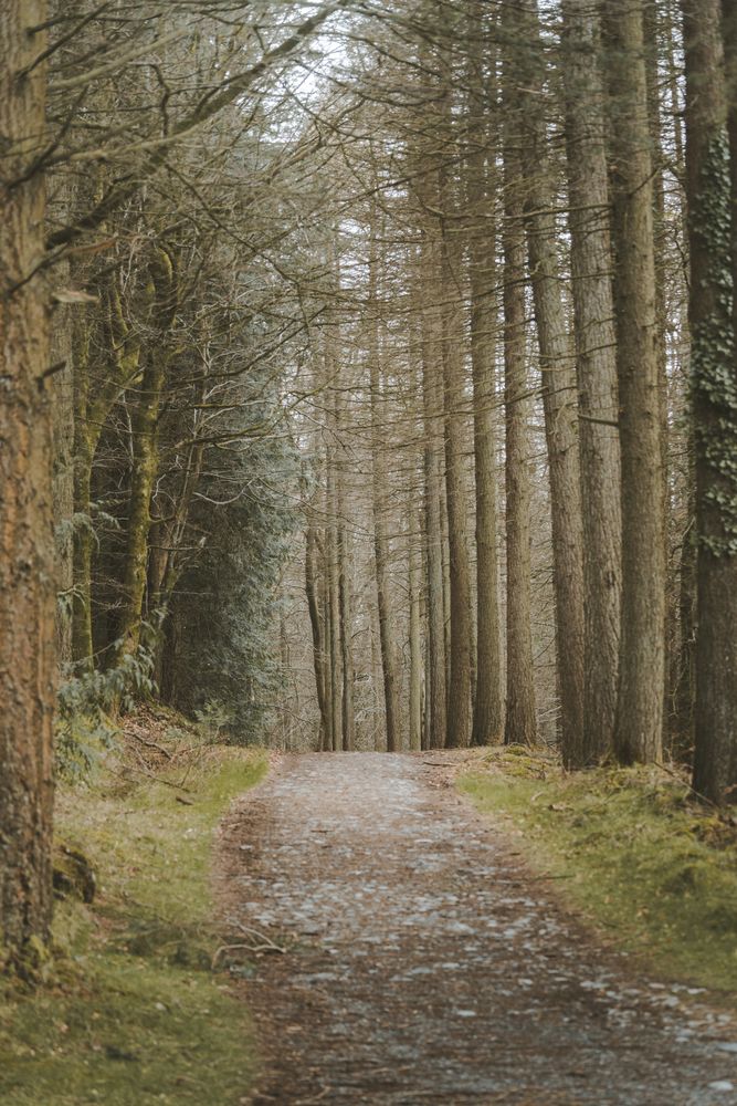 Pathway in spring forest park