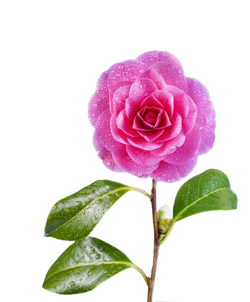 Cameria flower isolated in studio shoot