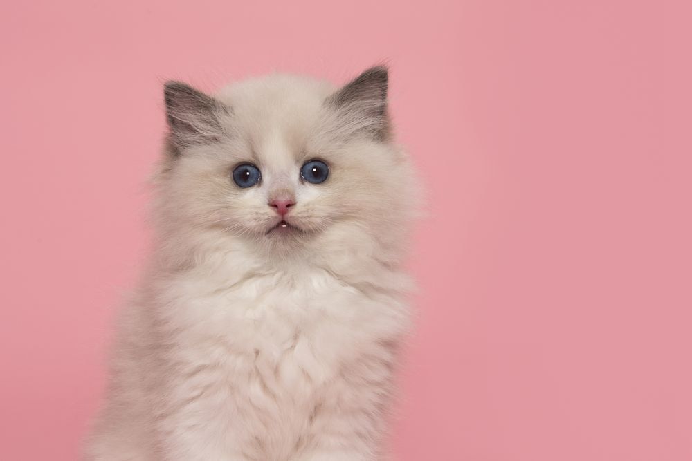 Portrait of a cute ragdoll kitten with blue eyes  looking at the camera on a pink background seen from the front