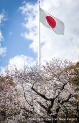 Japanese flag installed beside cherry blossom tree 56dRYb