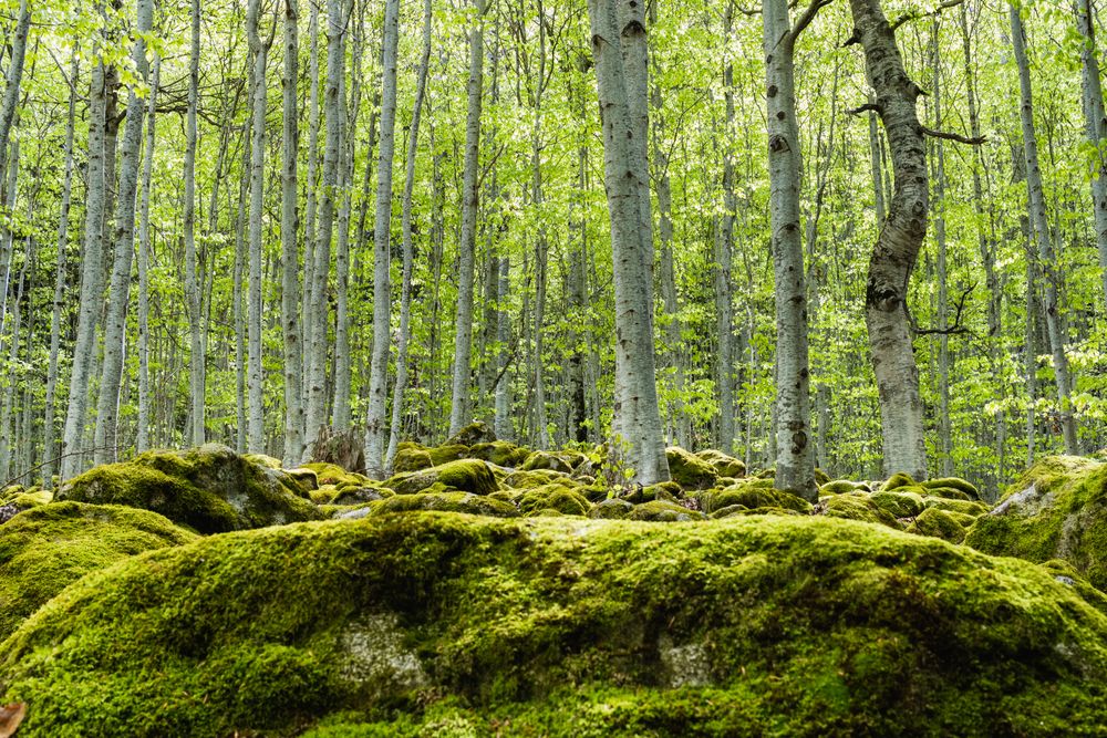 Deep forest with tall trees covered by moss