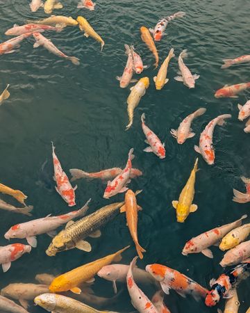 Koi feeding
