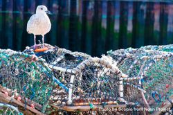 Seagull on fishing nets 5oBEg0