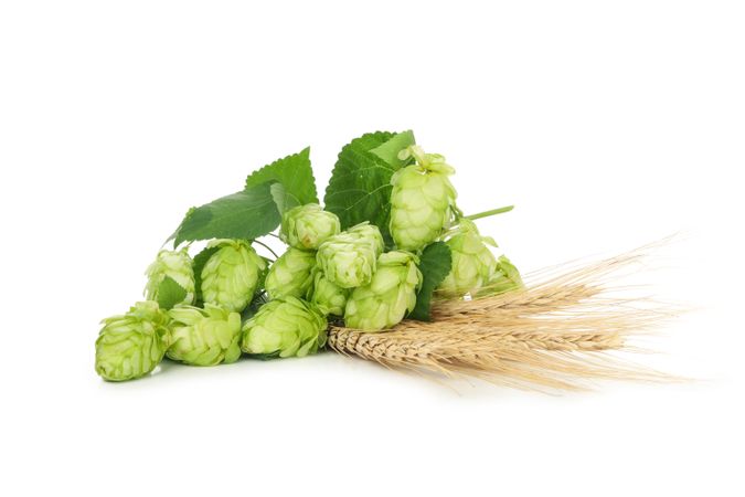 Hop and wheat isolated on light background