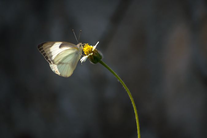 A beautiful Common Albatross Butterfly on a flower at a forest area in Mumbai, India