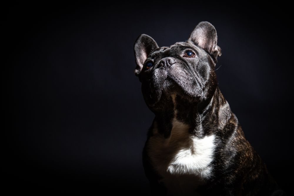 Old bulldog posing in studio