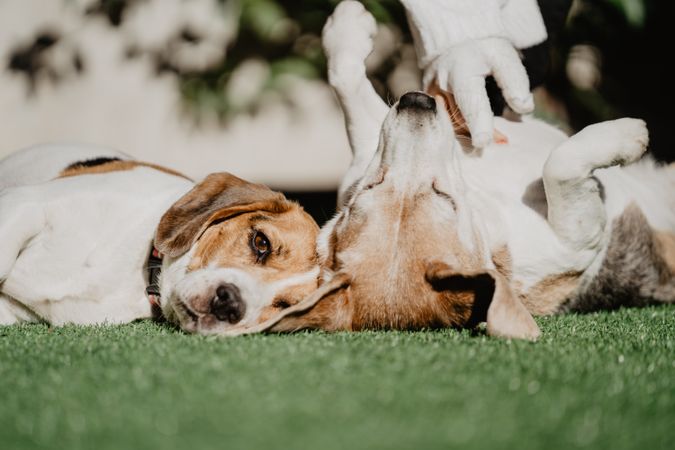 Cute beagles on lawn in yard