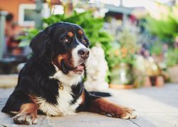 Bernese dog looking suspicious outside