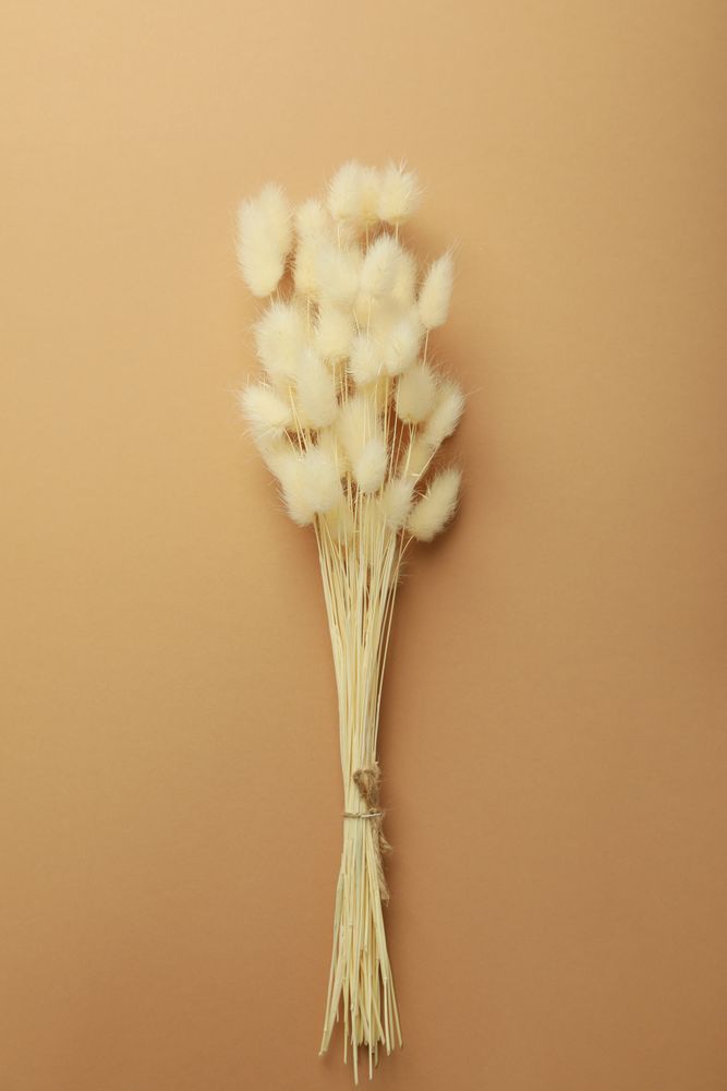 Vertical composition of dried bunny tail bouquet on neutral brown background