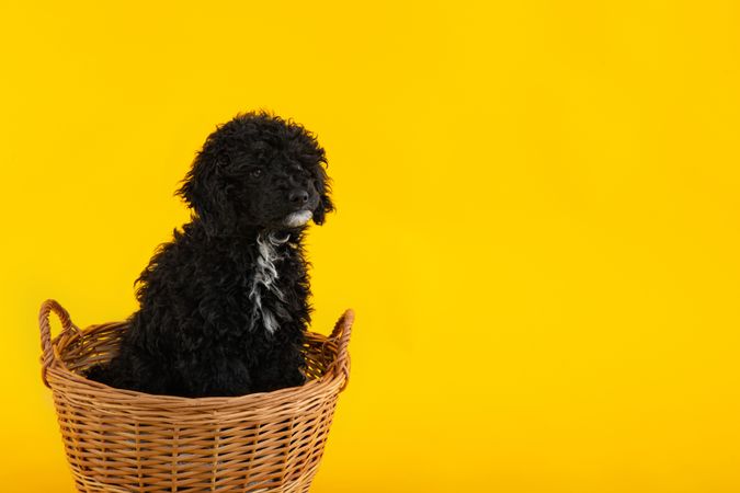 Cute dog sitting in basket with copy space