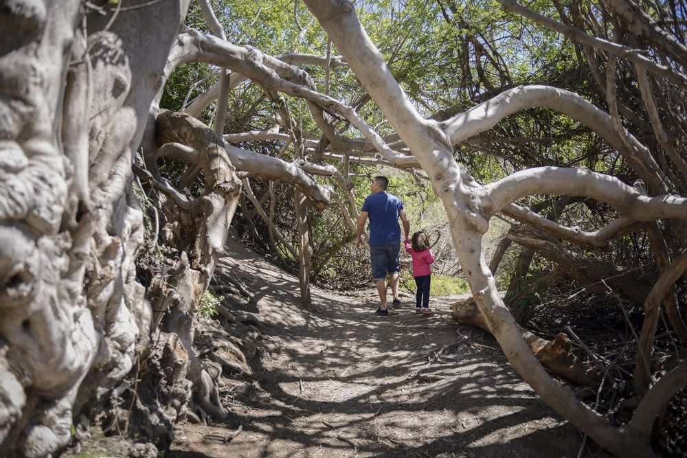 Trees curving over a path a young girl and man are walking along in the forest