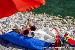 Small light short coated dog wearing sunglasses lying on beach shore bDWoV4