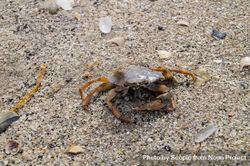 Brown crab on  pebbles 0Jv8r0