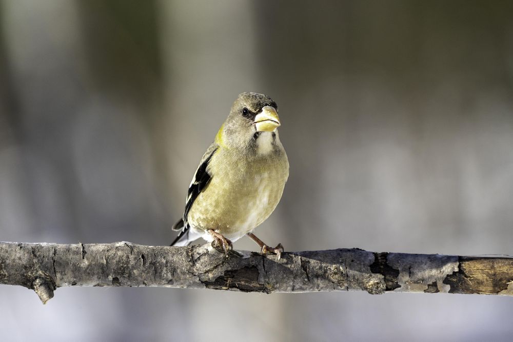 Evening Grosbeak at Sax-Zim Bog in Meadowlands, Minnesota on wintry day