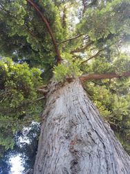 Shot of tree taken from the trunk
