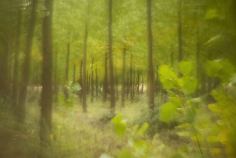 Blurred trees in green forest