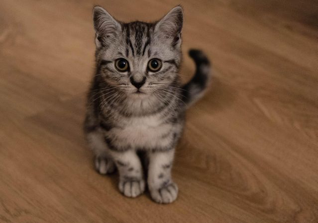 Silver tabby cat on brown parquet flooring