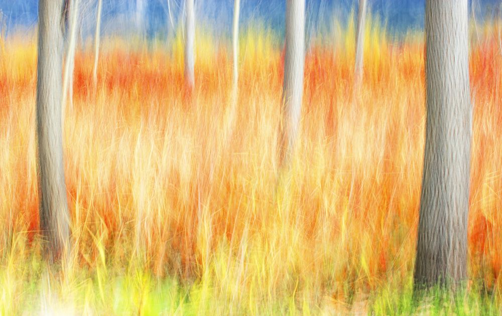 Blurred trees in green forest