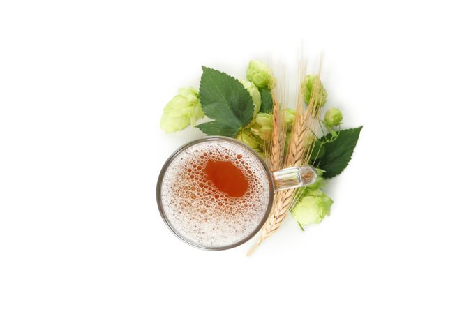 Beer and green hop isolated on light background