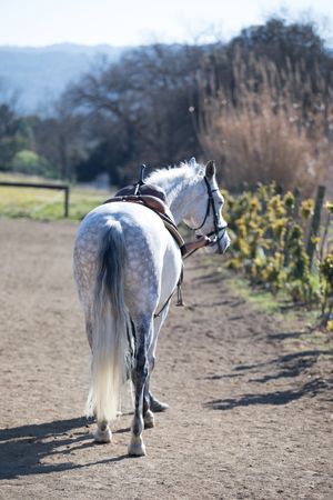 Rear view of a Male Andalusian, also known as the Pure Spanish Horse