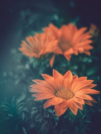 Pretty flower growing in garden