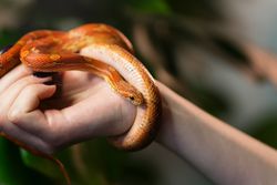 Corn snake wrapped around woman hand with monstera leaves in background