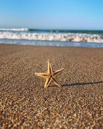 Brown starfish on seashore during daytime