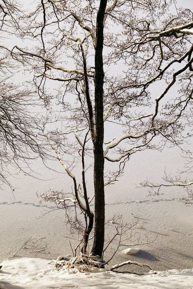 Leafless trees in winter countryside