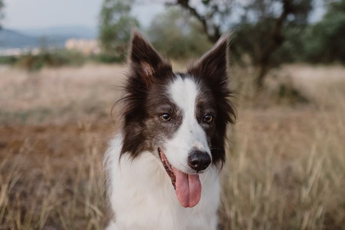Senior Border Collie sitting on road against blurred dry grass