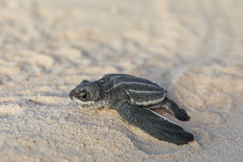 Baby turtle crawling on sand to water