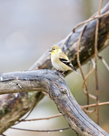 American Goldfinch on brown tree branch