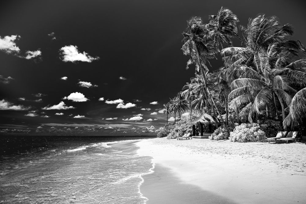 Tropical beach resort with thatch cabana and palm trees, monochrome
