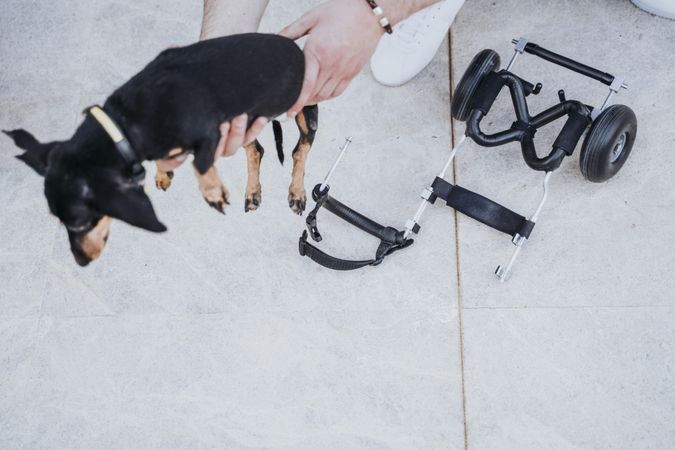 Man fixing wheelchair on dog