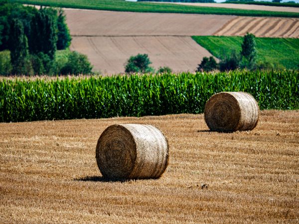 Cylinder-shaped hay bales in the fields of Alsace.