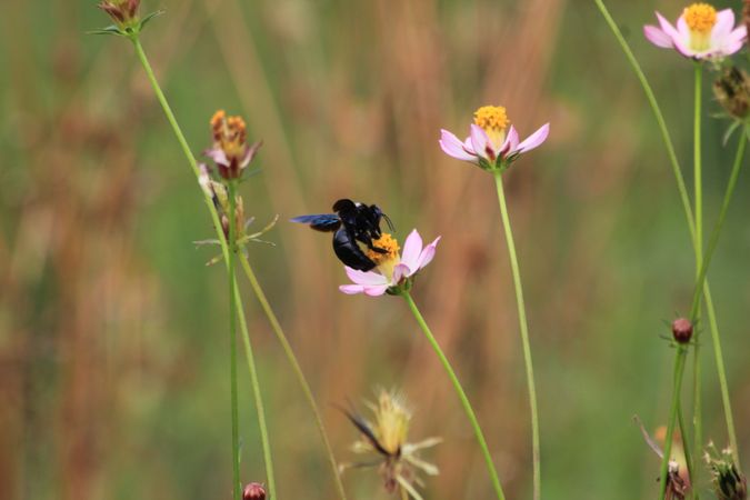 Beetle With Flower