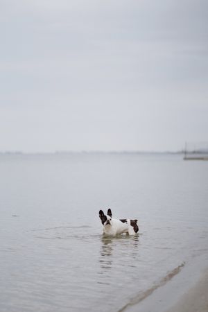 Dog running on beach inside sea
