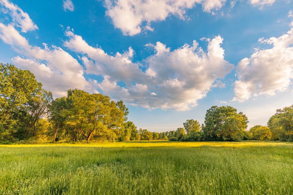 Grass under a blue sky with clouds