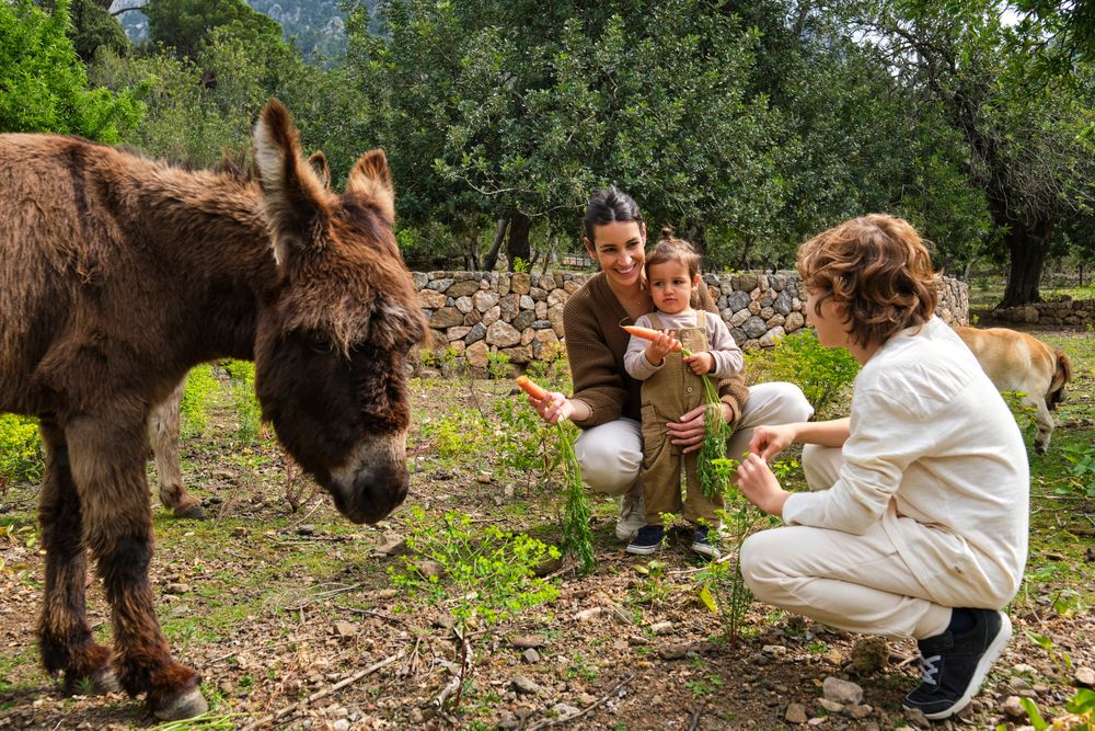 Happy mother with kids feeding cute donkeys with carrots
